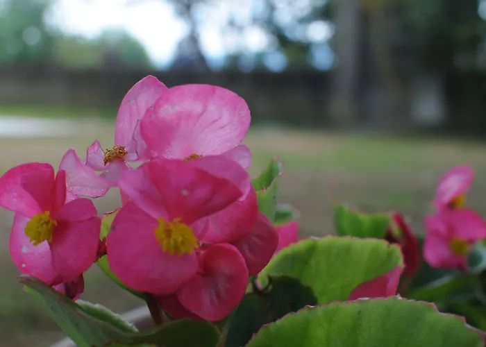 La Di Adele - Il Giardinetto סקרפריה